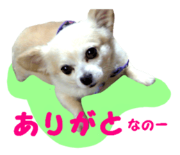 Round dog,PIPI sticker #13658353