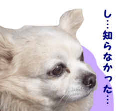 Round dog,PIPI sticker #13658354