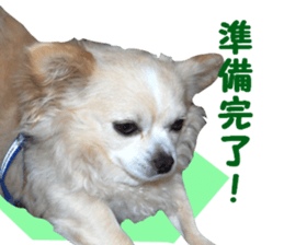 Round dog,PIPI sticker #13658355