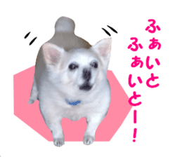 Round dog,PIPI sticker #13658356