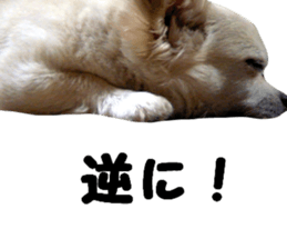 Round dog,PIPI sticker #13658358