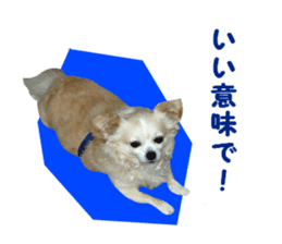 Round dog,PIPI sticker #13658359