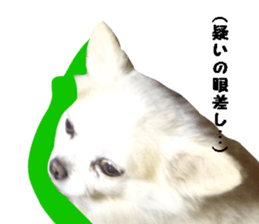 Round dog,PIPI sticker #13658360