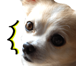 Round dog,PIPI sticker #13658361