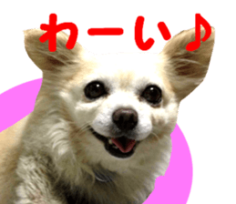 Round dog,PIPI sticker #13658362