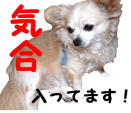 Round dog,PIPI sticker #13658365