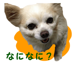 Round dog,PIPI sticker #13658367