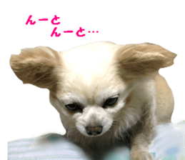 Round dog,PIPI sticker #13658368