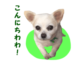 Round dog,PIPI sticker #13658370