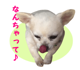 Round dog,PIPI sticker #13658371
