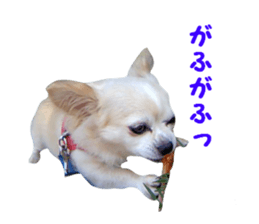 Round dog,PIPI sticker #13658372