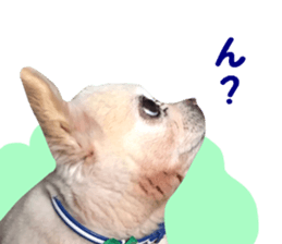 Round dog,PIPI sticker #13658374