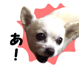 Round dog,PIPI sticker #13658377