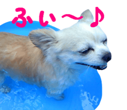 Round dog,PIPI sticker #13658378