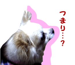 Round dog,PIPI sticker #13658379