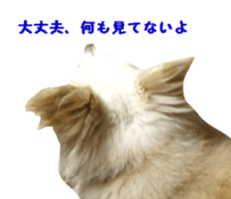 Round dog,PIPI sticker #13658380