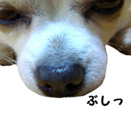 Round dog,PIPI sticker #13658381