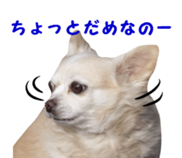 Round dog,PIPI sticker #13658383