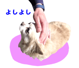 Round dog,PIPI sticker #13658385