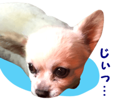 Round dog,PIPI sticker #13658386