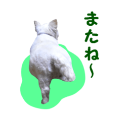 Round dog,PIPI sticker #13658387