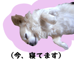 Round dog,PIPI sticker #13658388