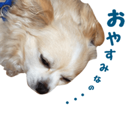 Round dog,PIPI sticker #13658389