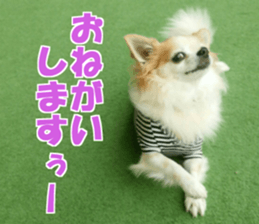 fuu chan sticker #13659582