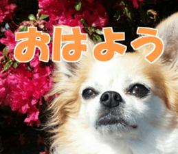 fuu chan sticker #13659583