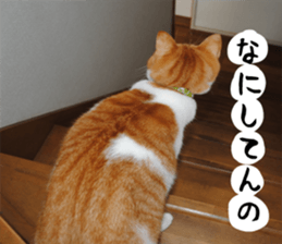 sticker japan cat&gin3 Tennis version4 sticker #13661990