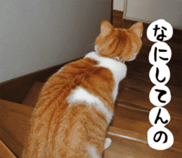 sticker japan cat&gin3 Tennis version4 sticker #13661990