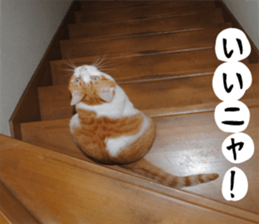 sticker japan cat&gin3 Tennis version4 sticker #13661991