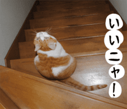 sticker japan cat&gin3 Tennis version4 sticker #13661991