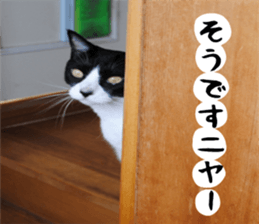 sticker japan cat&gin3 Tennis version4 sticker #13661992