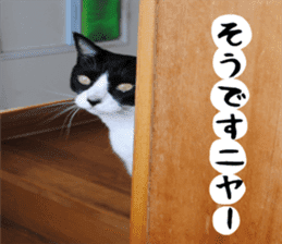 sticker japan cat&gin3 Tennis version4 sticker #13661992