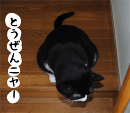 sticker japan cat&gin3 Tennis version4 sticker #13661993