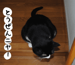 sticker japan cat&gin3 Tennis version4 sticker #13661993