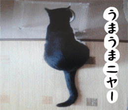 sticker japan cat&gin3 Tennis version4 sticker #13661995