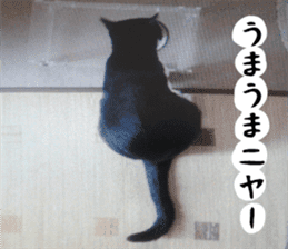 sticker japan cat&gin3 Tennis version4 sticker #13661995