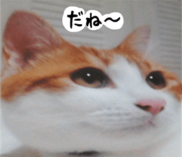 sticker japan cat&gin3 Tennis version4 sticker #13661996