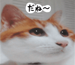 sticker japan cat&gin3 Tennis version4 sticker #13661996