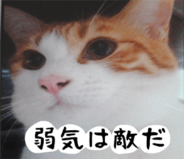 sticker japan cat&gin3 Tennis version4 sticker #13661997