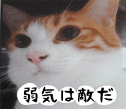 sticker japan cat&gin3 Tennis version4 sticker #13661997