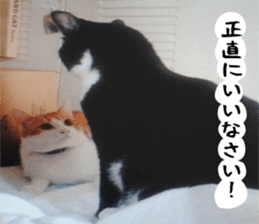 sticker japan cat&gin3 Tennis version4 sticker #13661998