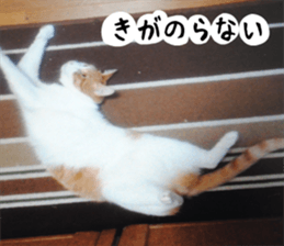 sticker japan cat&gin3 Tennis version4 sticker #13661999