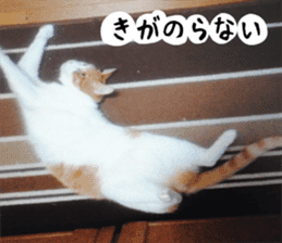 sticker japan cat&gin3 Tennis version4 sticker #13661999