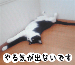 sticker japan cat&gin3 Tennis version4 sticker #13662000