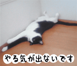 sticker japan cat&gin3 Tennis version4 sticker #13662000