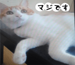 sticker japan cat&gin3 Tennis version4 sticker #13662001