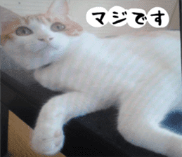 sticker japan cat&gin3 Tennis version4 sticker #13662001